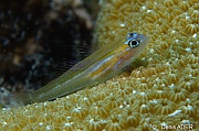 Coryphopterus lipernes gobie a masque bleu-Bonaire Buddy reef-24m-20180219-Denis-ADER-DSC_6895_tn